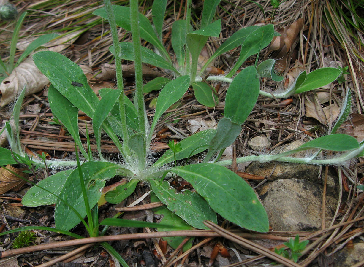 Изображение особи Pilosella officinarum.