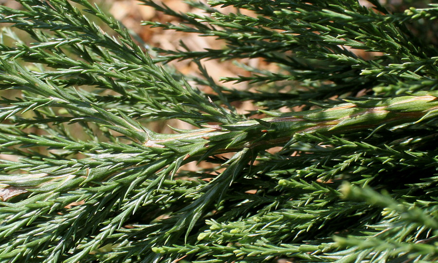 Image of Sequoiadendron giganteum specimen.