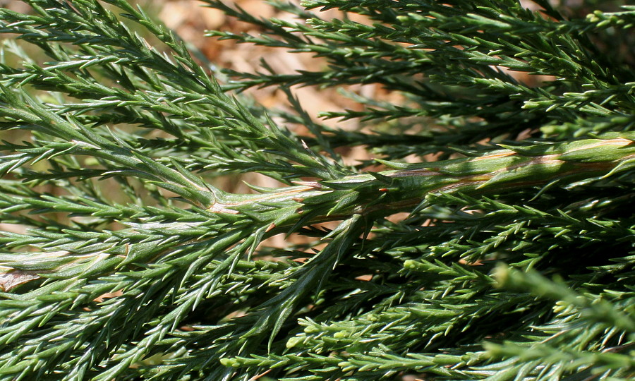 Изображение особи Sequoiadendron giganteum.