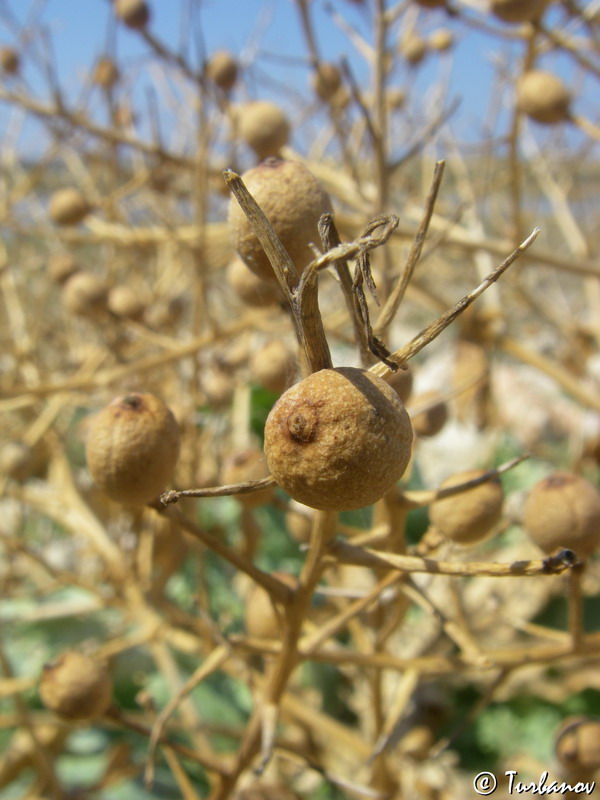 Изображение особи Crambe maritima.