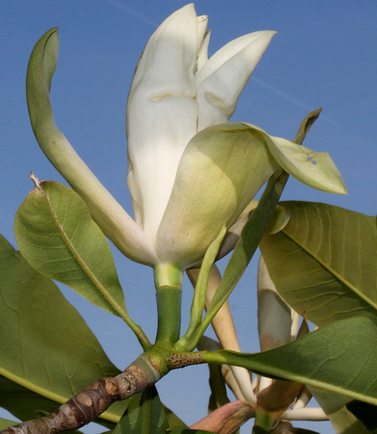 Image of Magnolia tripetala specimen.