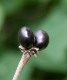 Rhodotypos scandens