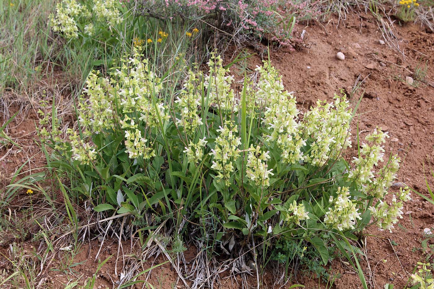 Изображение особи Salvia korolkowii.