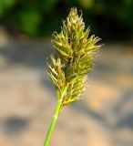 Carex leporina. Соплодие. Подмосковье, окр. г. Одинцово, просека в лесу. Июль 2014 г.