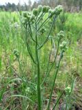 Crepis tectorum