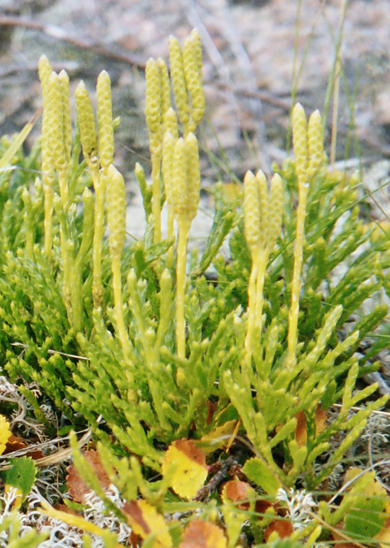 Image of Diphasiastrum montellii specimen.
