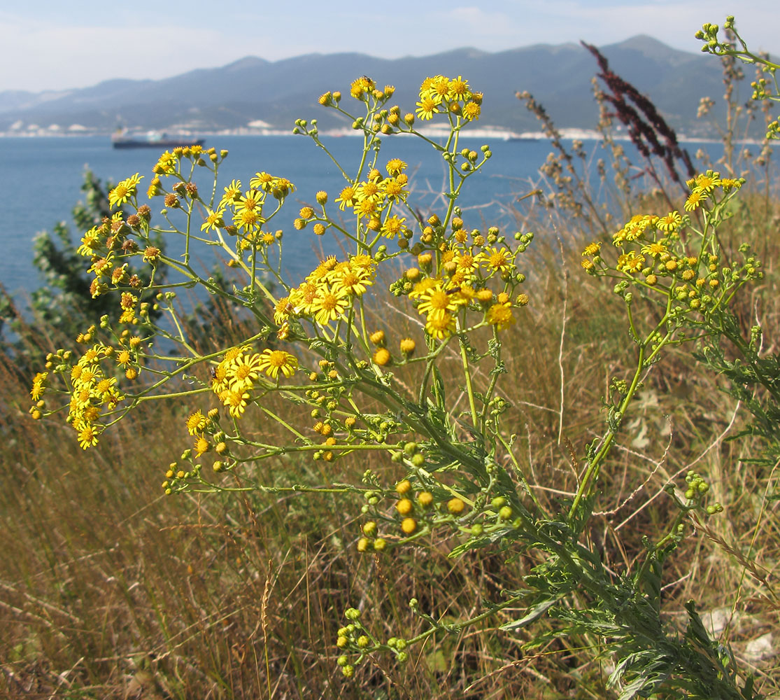 Image of Senecio grandidentatus specimen.