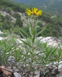 Inula ensifolia. Цветущее растение и молодые побеги. Краснодарский край, м/о г. Новороссийск, гора Большой Маркотх. 22.06.2014.