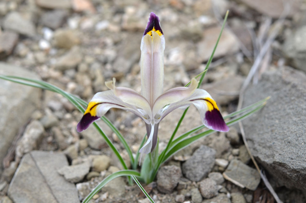 Image of Juno rodionenkoi specimen.