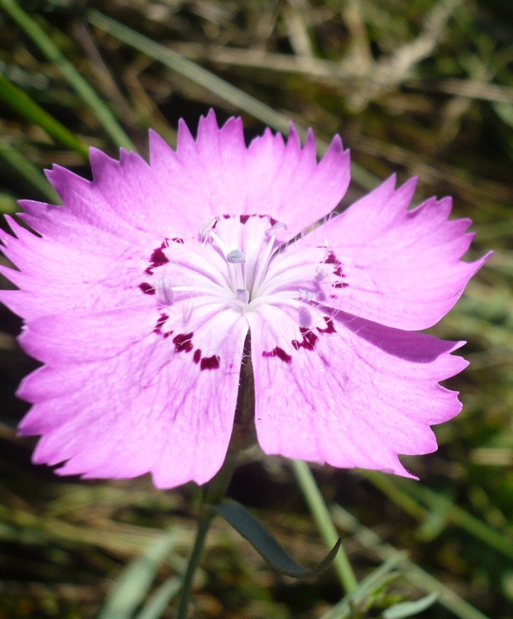 Изображение особи Dianthus versicolor.