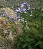 Gadellia lactiflora