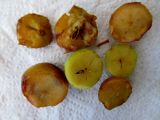 Sorbus domestica