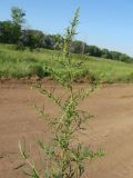 Artemisia dracunculus