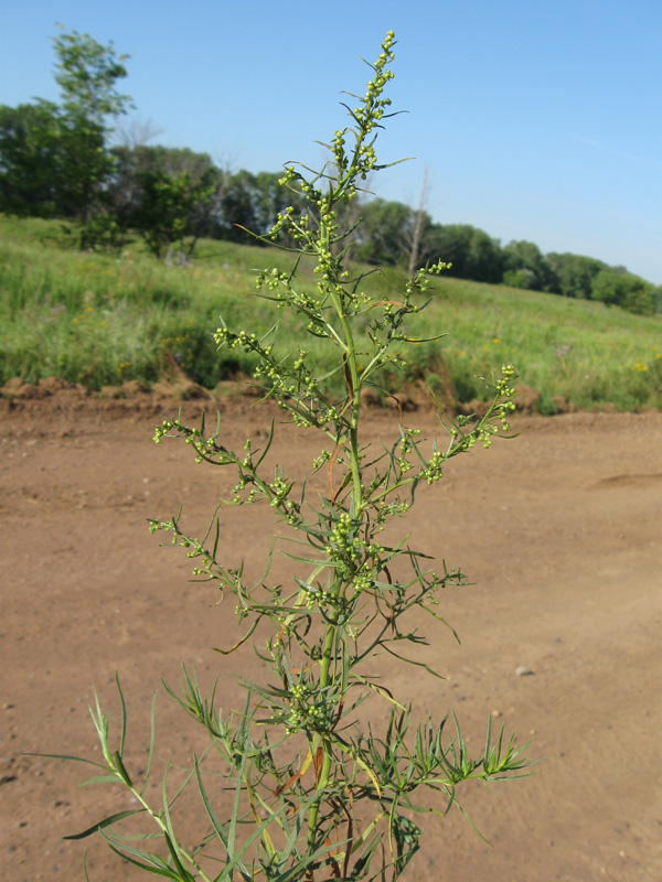 Изображение особи Artemisia dracunculus.