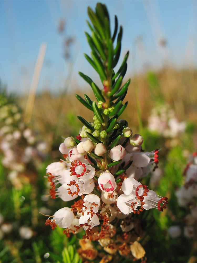 Image of Erica vagans specimen.