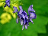 Aconitum nasutum. Цветки. Карачаево-Черкесия, окр. пос. Домбай, долина р. Алибек. 29.07.2014.