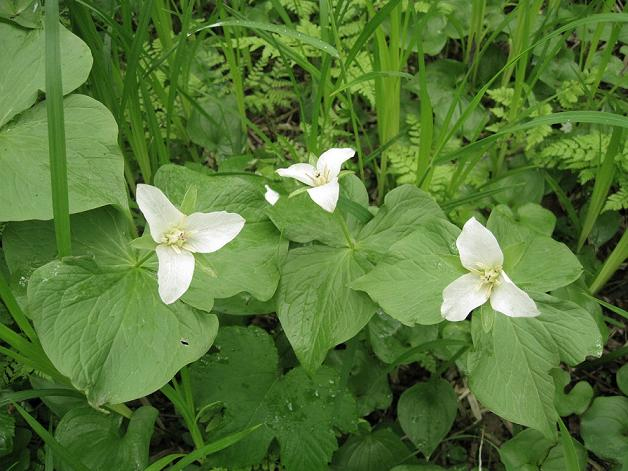 Изображение особи Trillium camschatcense.