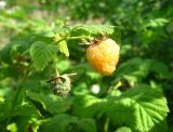 Rubus idaeus. Верхушка побега с плодами (желтоплодная форма). Томская обл., г. Томск, берег р. Малая Киргизка. 08.08.2009.