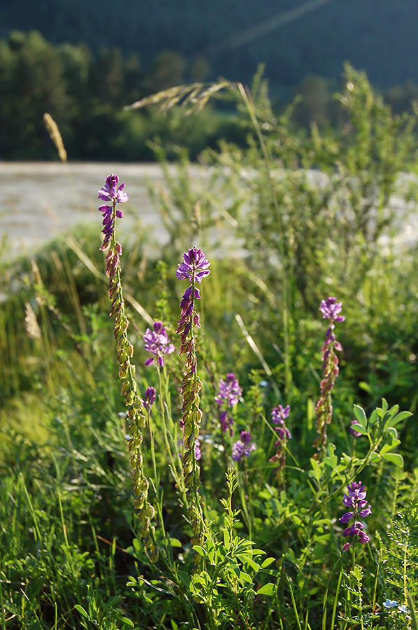 Image of Polygala comosa specimen.