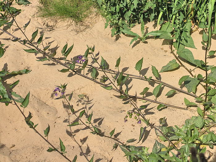 Изображение особи Solanum dulcamara.