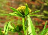 Bidens radiata