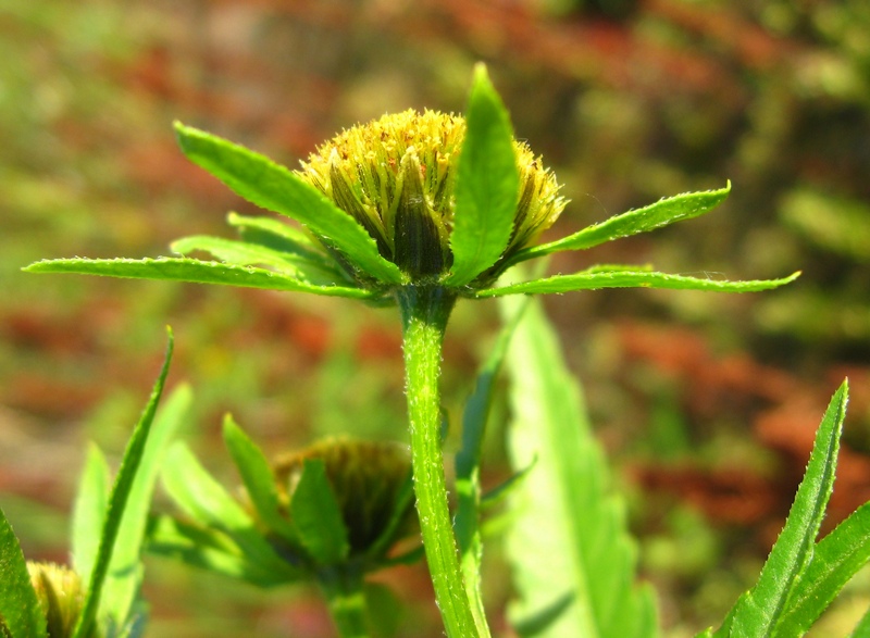 Image of Bidens radiata specimen.