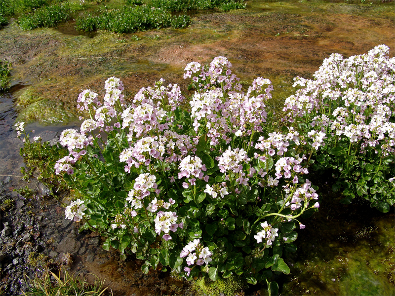 Изображение особи Cardamine seidlitziana.