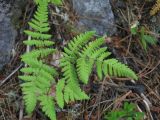 Gymnocarpium dryopteris