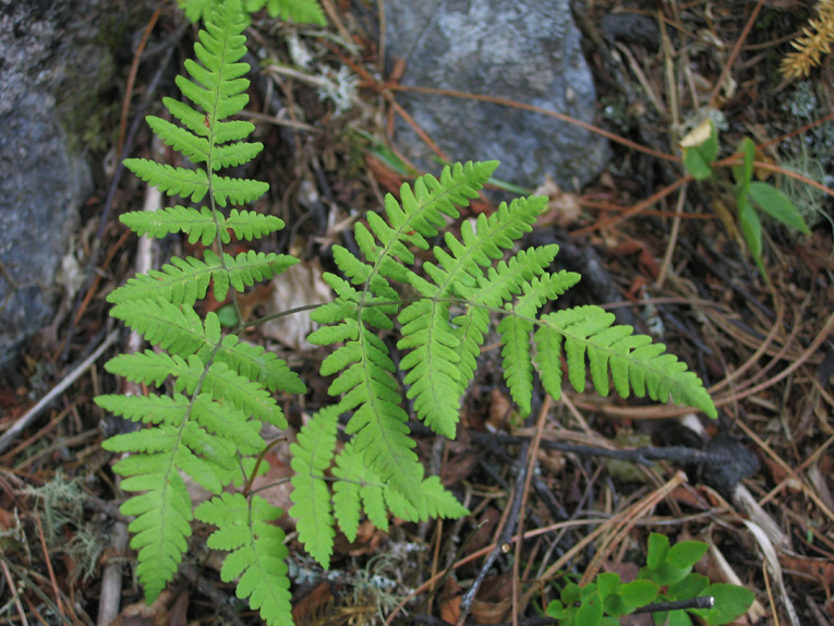 Image of Gymnocarpium dryopteris specimen.