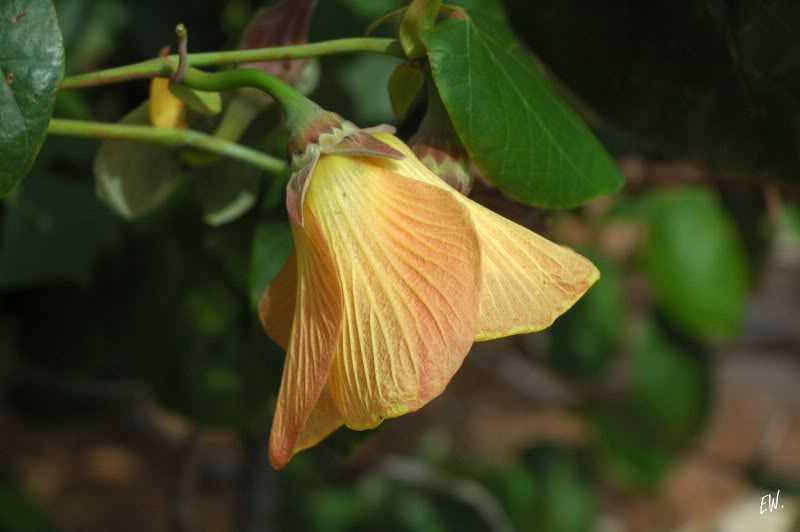 Image of Hibiscus tiliaceus specimen.