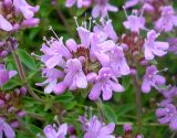 Thymus bashkiriensis