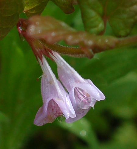 Image of Glechoma longituba specimen.