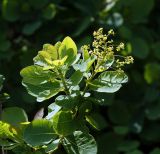 Cotinus coggygria