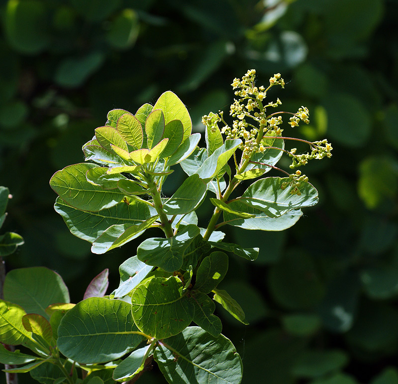 Image of Cotinus coggygria specimen.