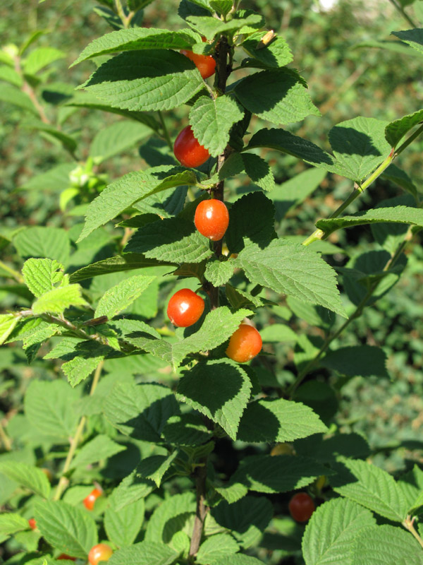 Изображение особи Cerasus tomentosa.