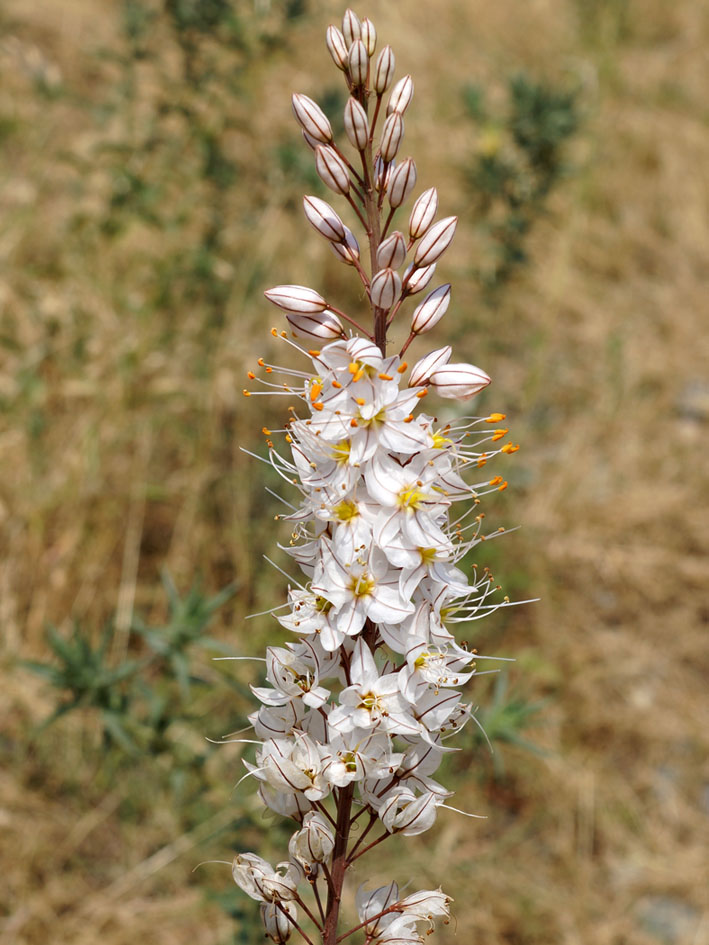 Image of Eremurus tianschanicus specimen.