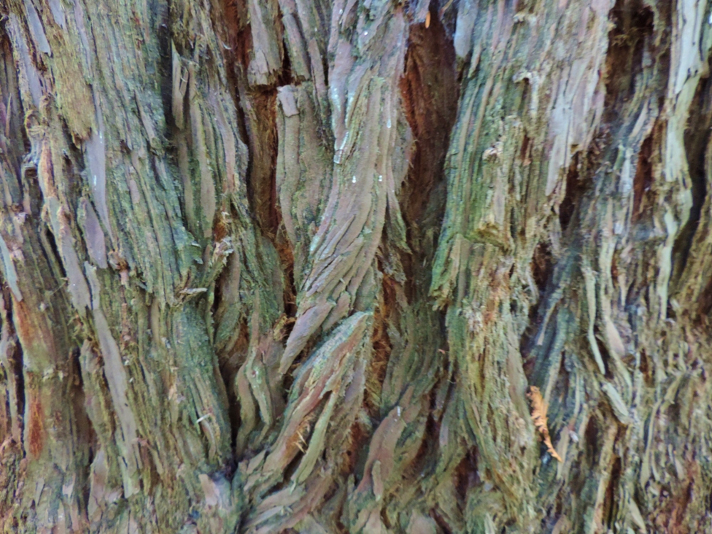 Image of Sequoia sempervirens specimen.