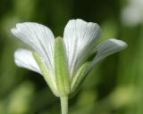 Minuartia juniperina