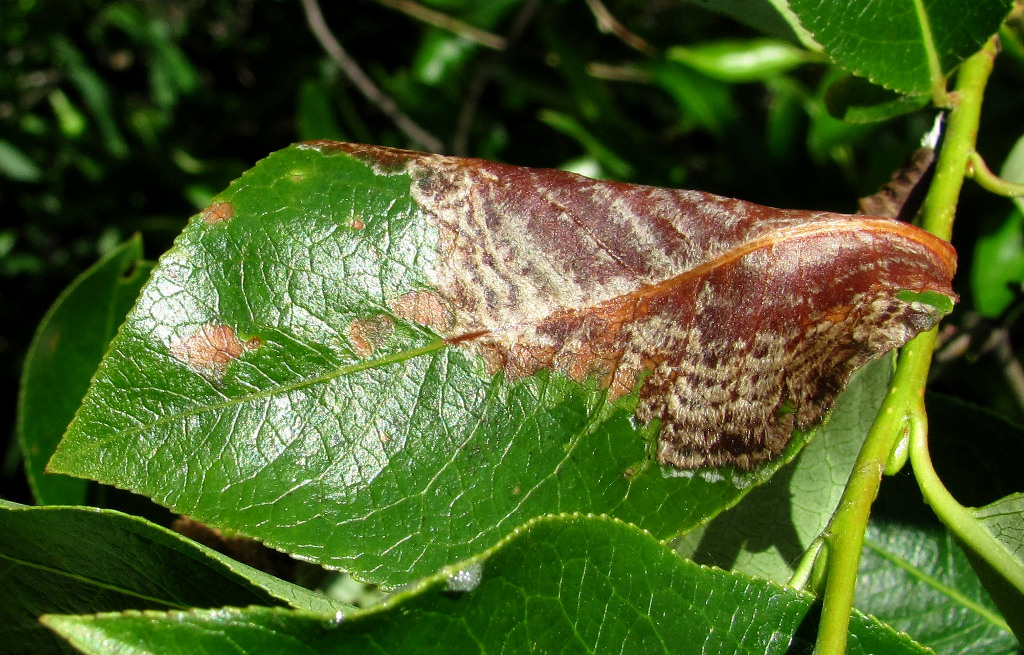 Image of Salix pentandra specimen.