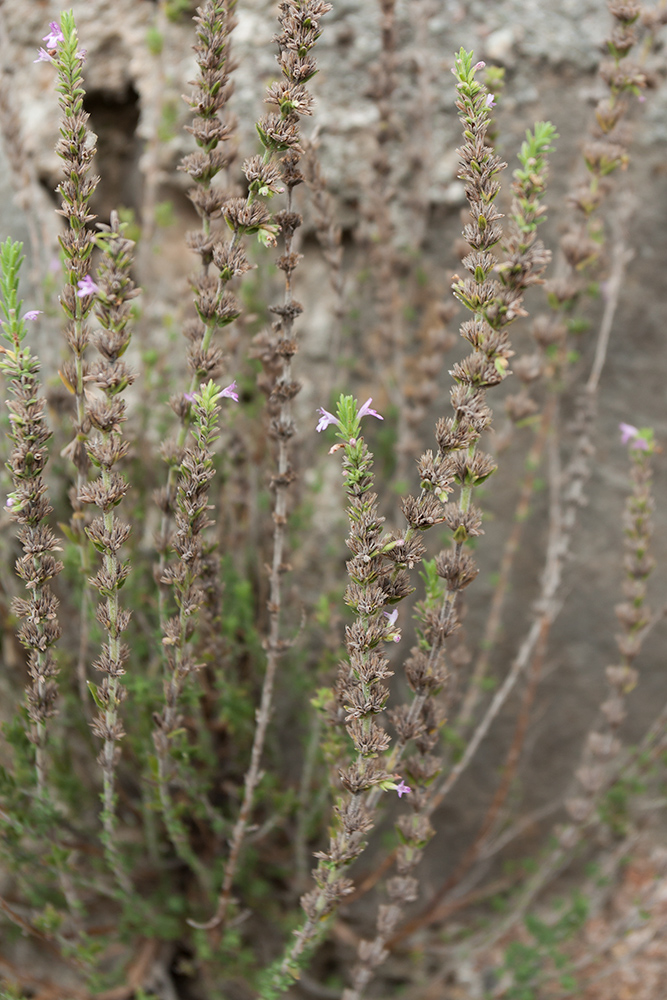 Image of Micromeria cristata ssp. kosaninii specimen.