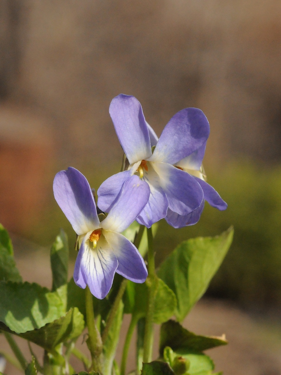 Изображение особи Viola odorata.