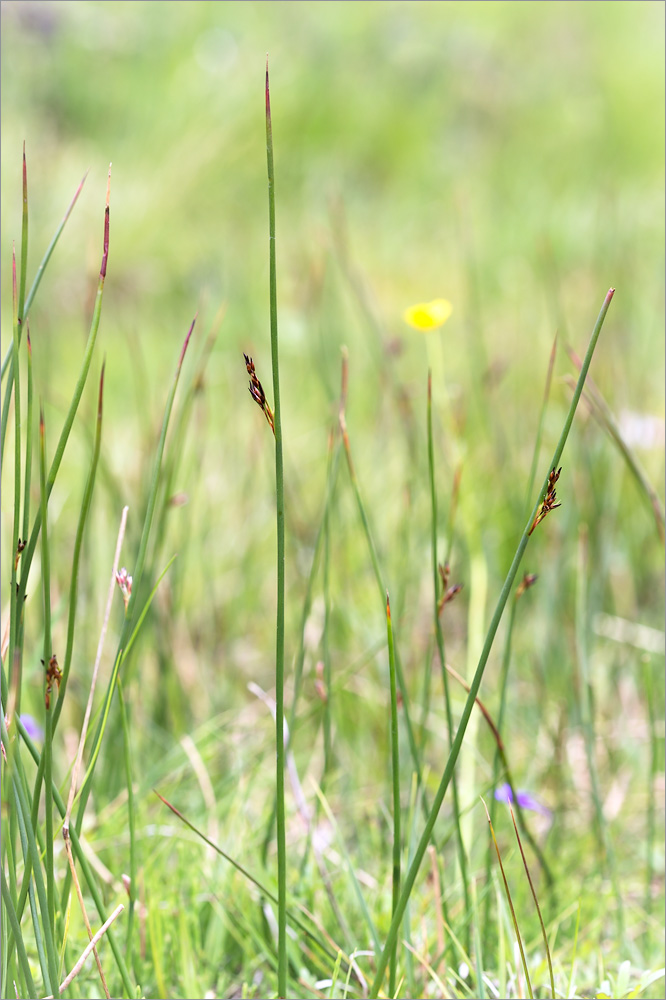 Изображение особи Juncus arcticus.