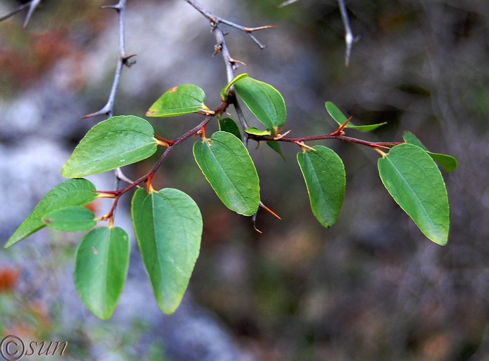 Image of Paliurus spina-christi specimen.