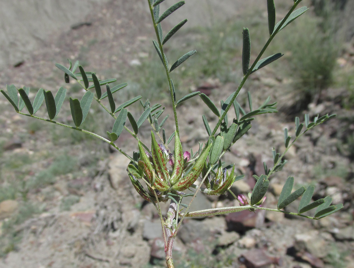 Image of Astragalus oxyglottis specimen.
