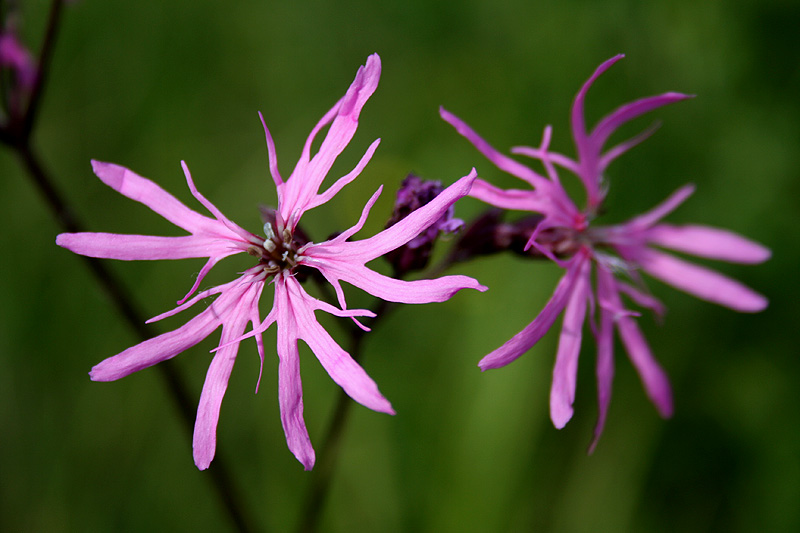 Изображение особи Coccyganthe flos-cuculi.