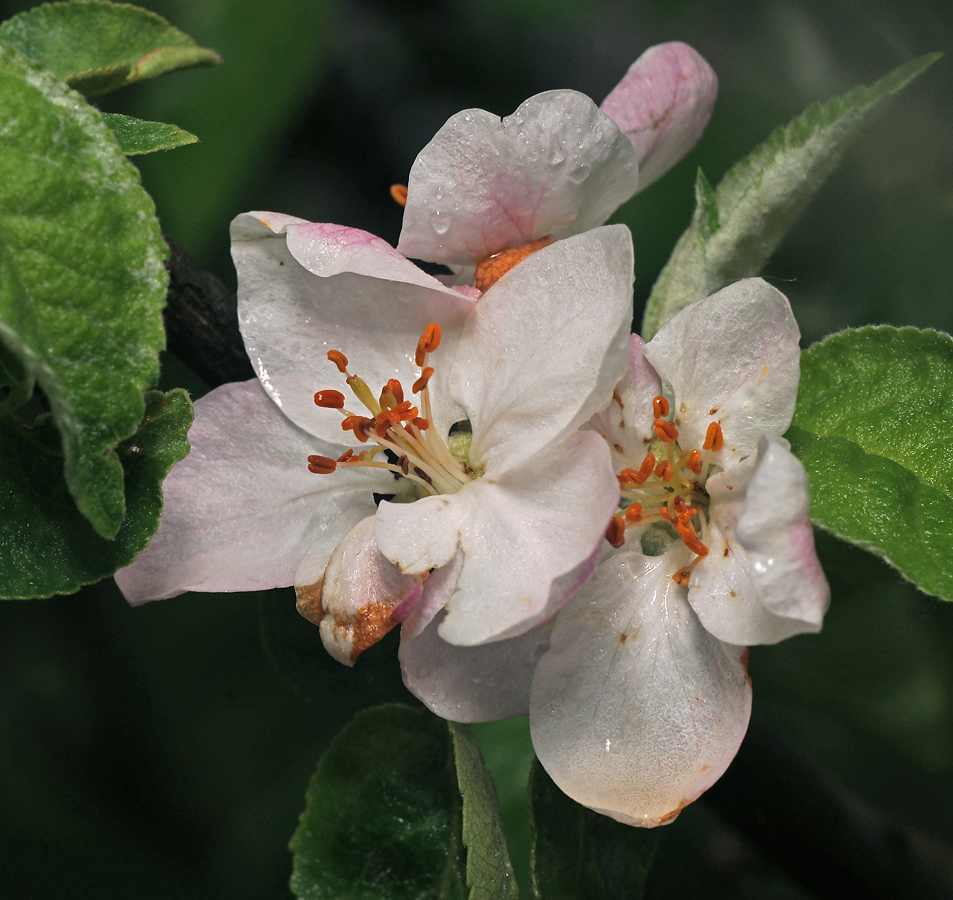 Изображение особи Malus domestica.