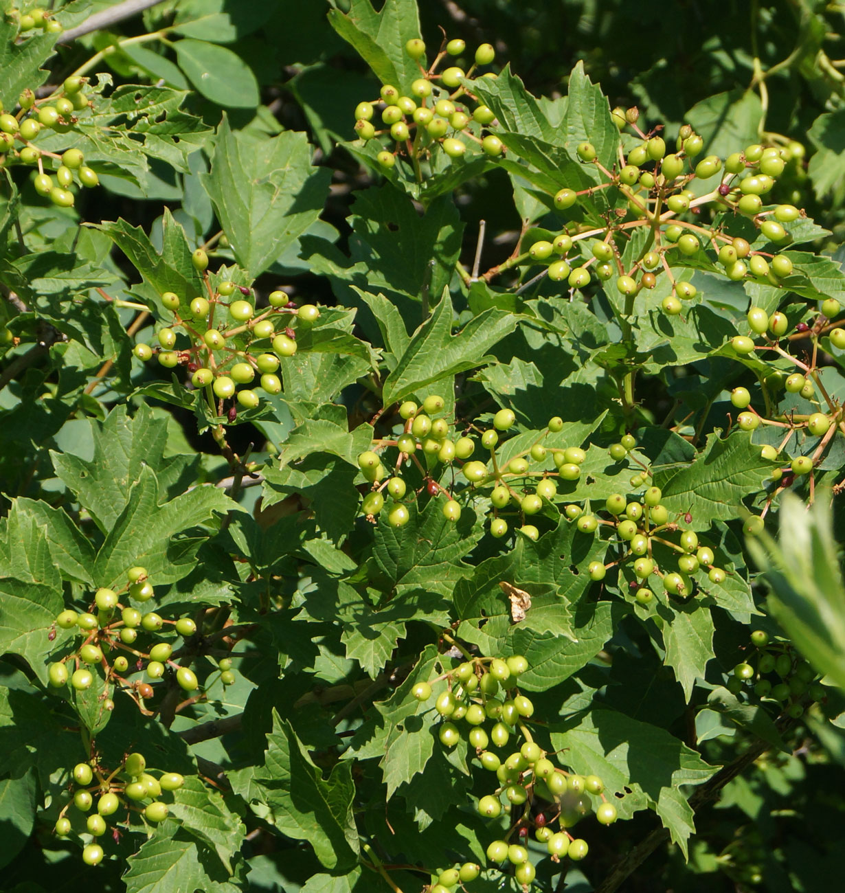 Image of Viburnum opulus specimen.