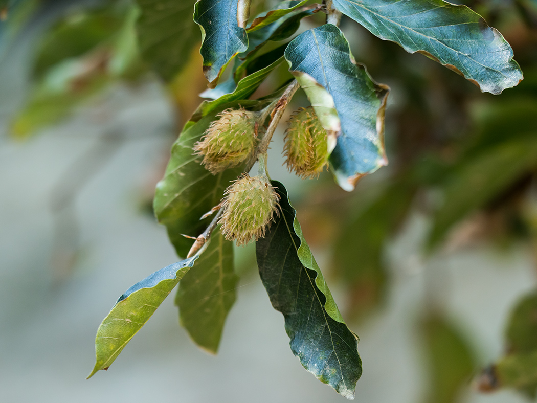 Изображение особи Fagus orientalis.