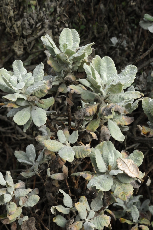 Изображение особи Eriogonum giganteum.