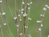 Lithospermum officinale